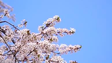 4k实拍春日风光阳光下的花朵自然风光视频的预览图